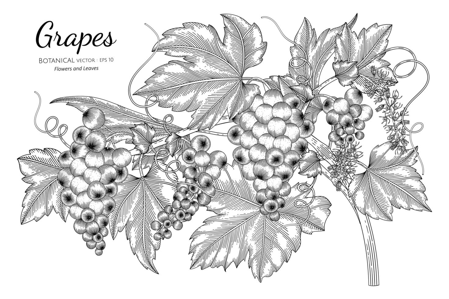 Hand drawn grape line art branches vector