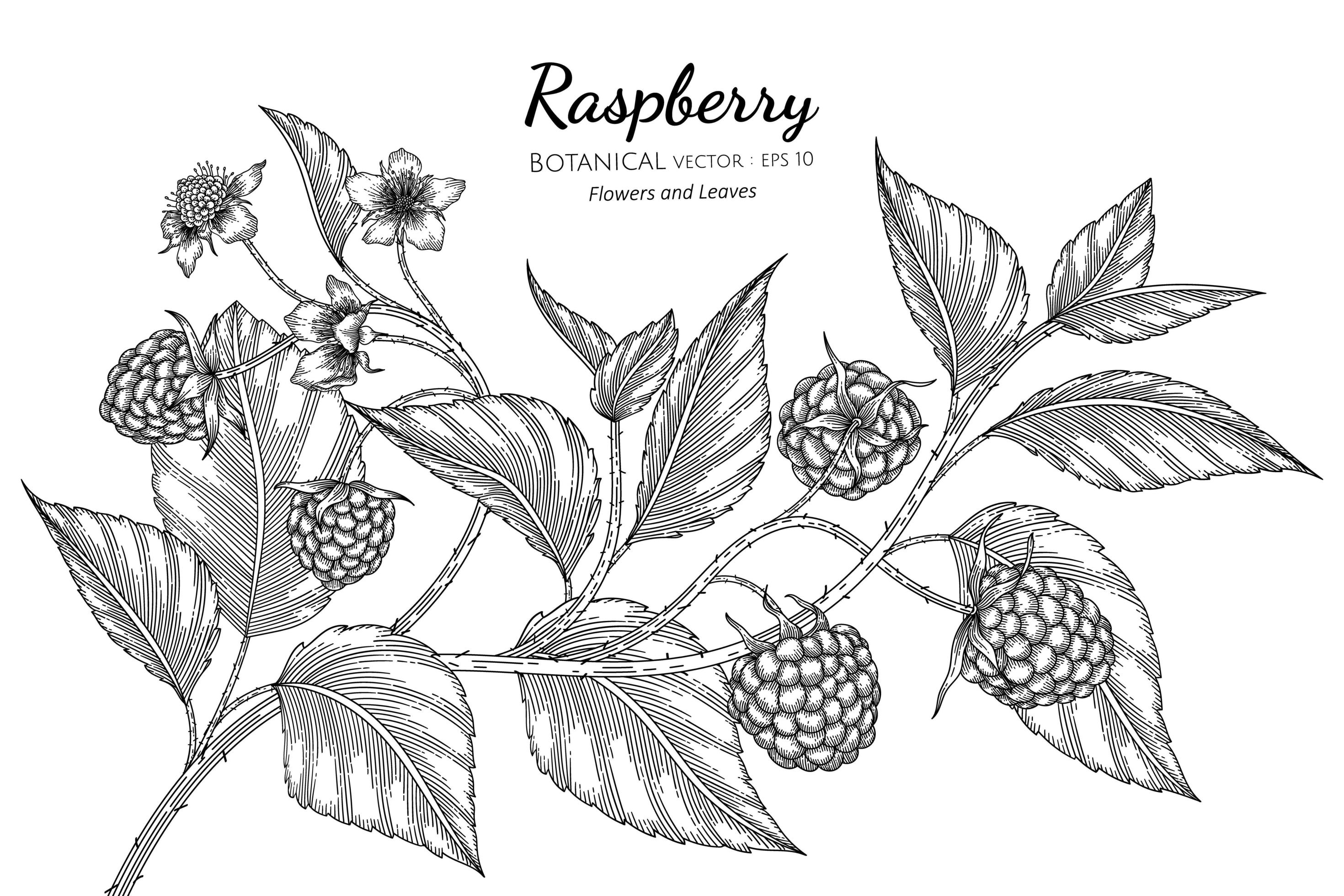 Hand drawn raspberry branches line art 1851067 Vector Art at Vecteezy