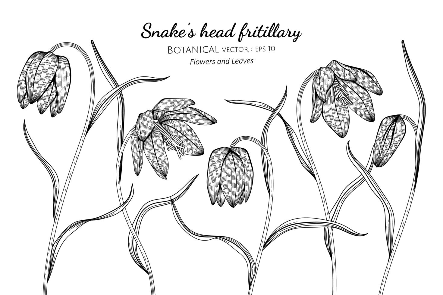 Hand drawn snake's head fritillary flowers and leaves line art vector