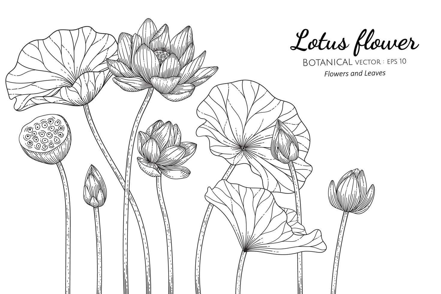 Hand drawn lotus flower and leaves vector