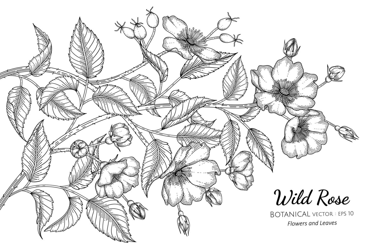 Hand Drawn Wild Rose Flowers and leaves line art vector