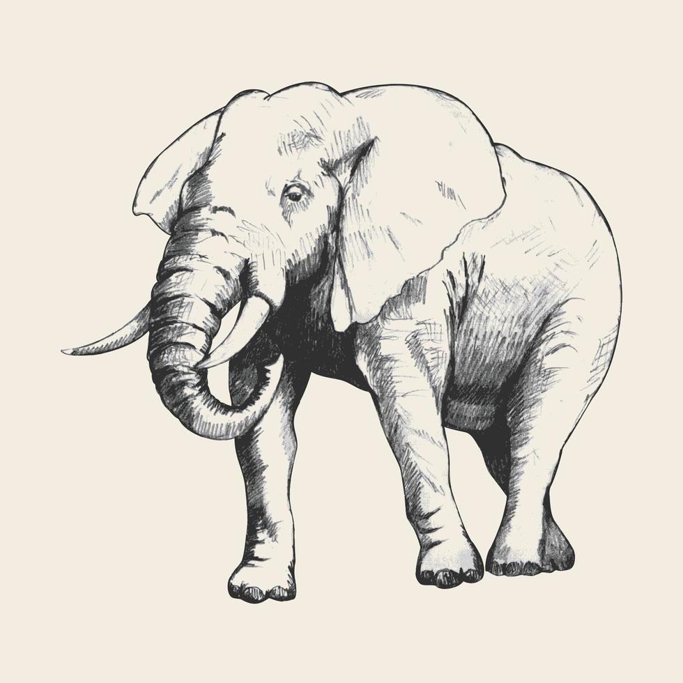 Ilustración de dibujo de elefante vector