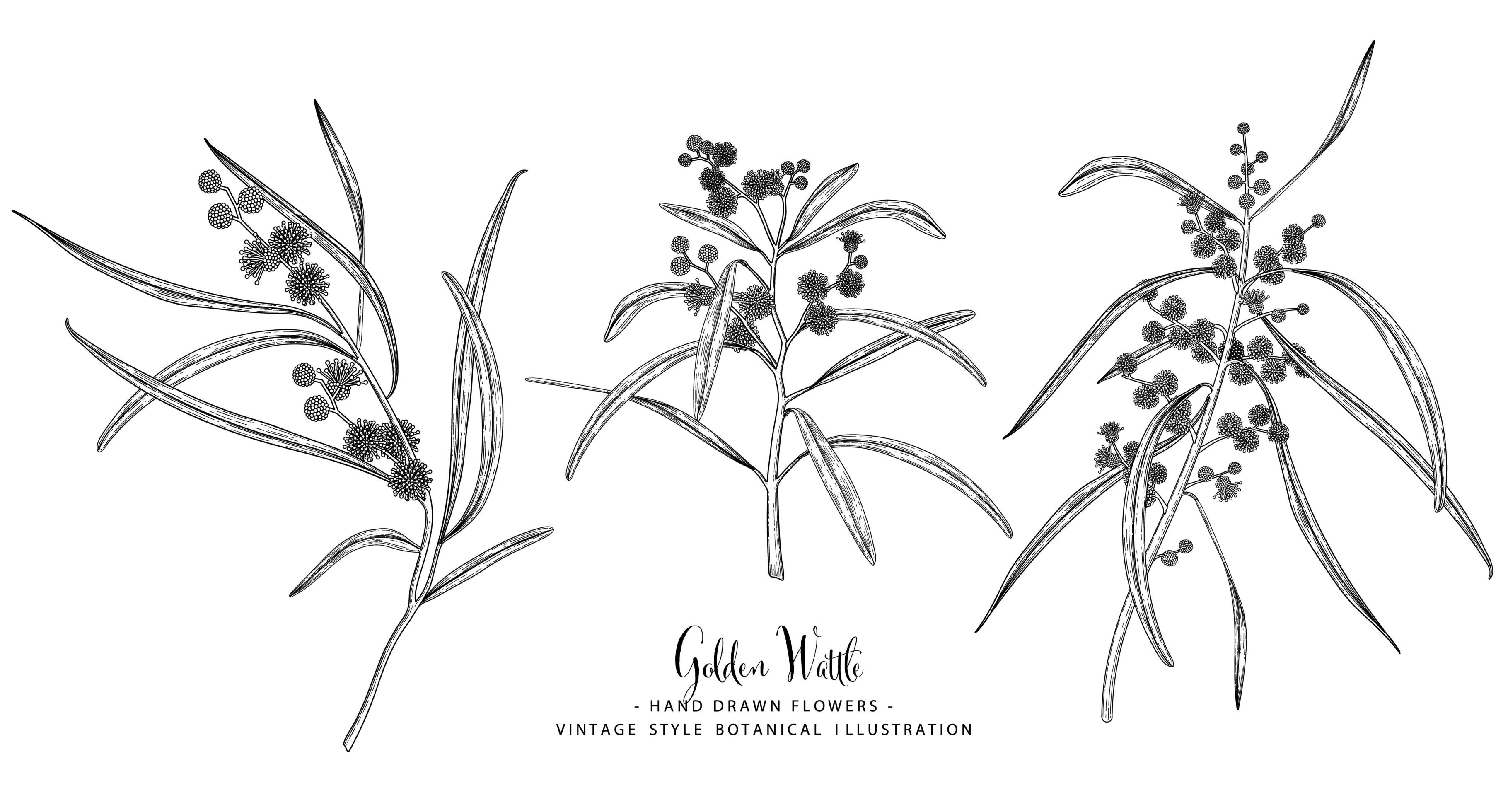 Golden Wattle or acacia pycnantha hand drawn elements 1851262 Vector