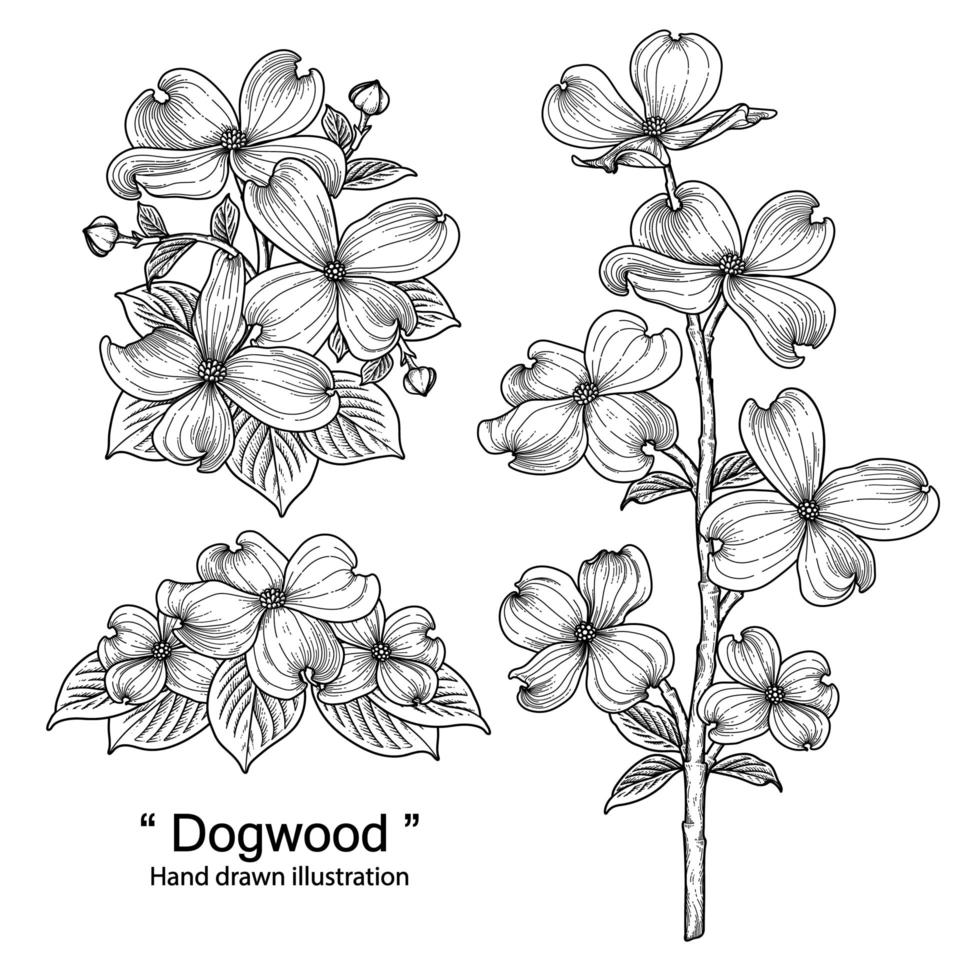 bosquejo conjunto decorativo floral. dibujos de flores de cornejo. arte de línea negra aislado sobre fondos blancos. ilustraciones botánicas dibujadas a mano. vector de elementos.