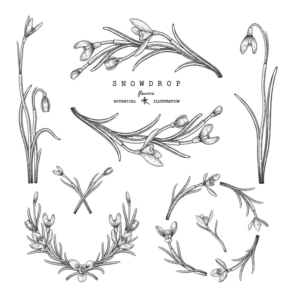 Snowdrop flower hand drawn elements vector