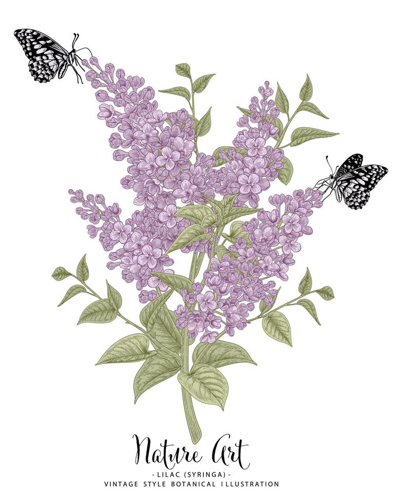 Lilac or syringa flower drawings. vector