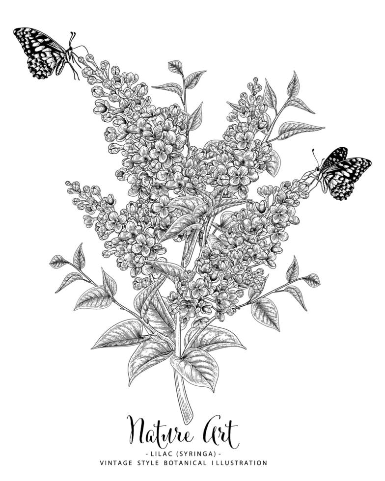 Lilac or syringa flower drawings. vector