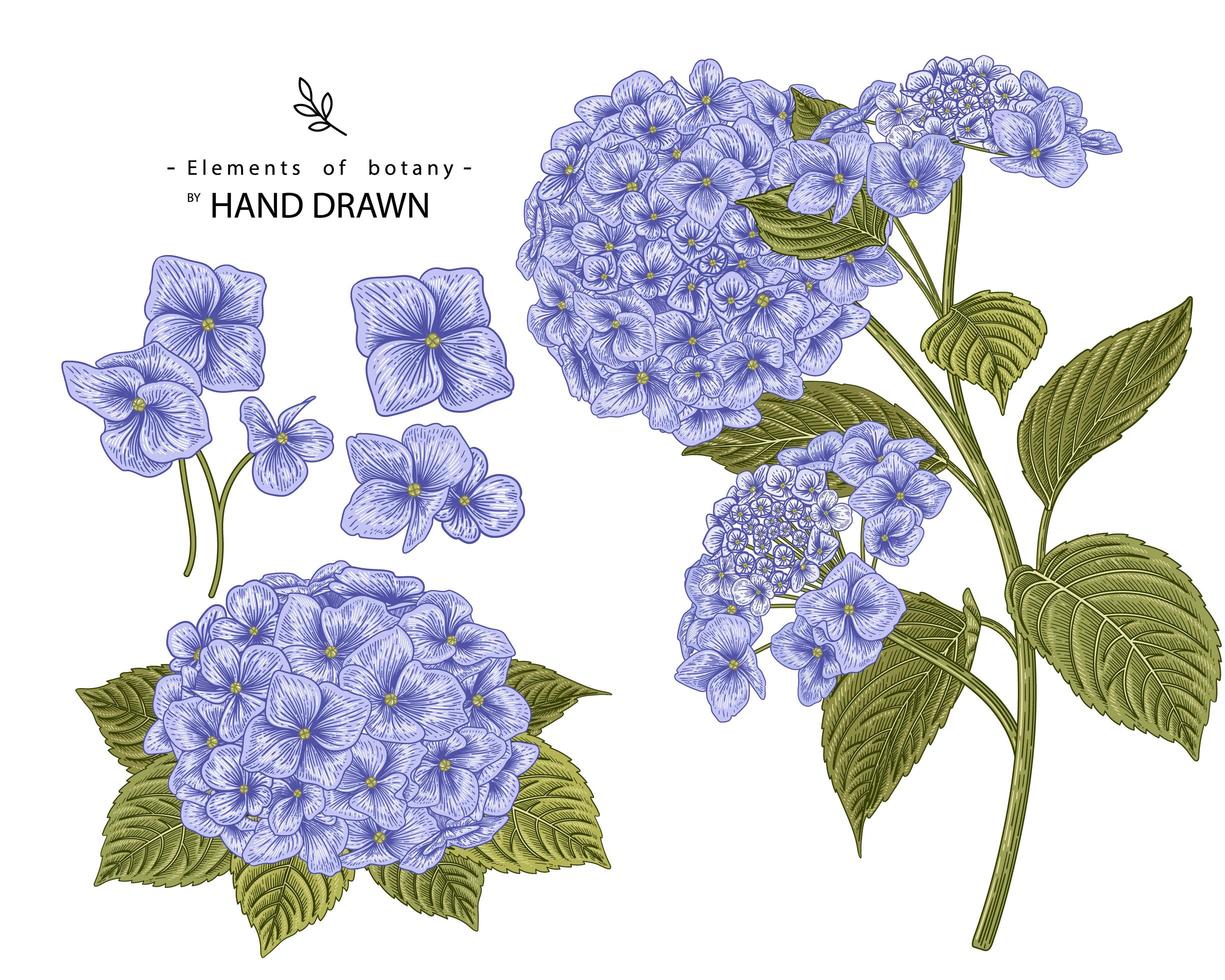 Hydrangea flower hand drawn elements vector