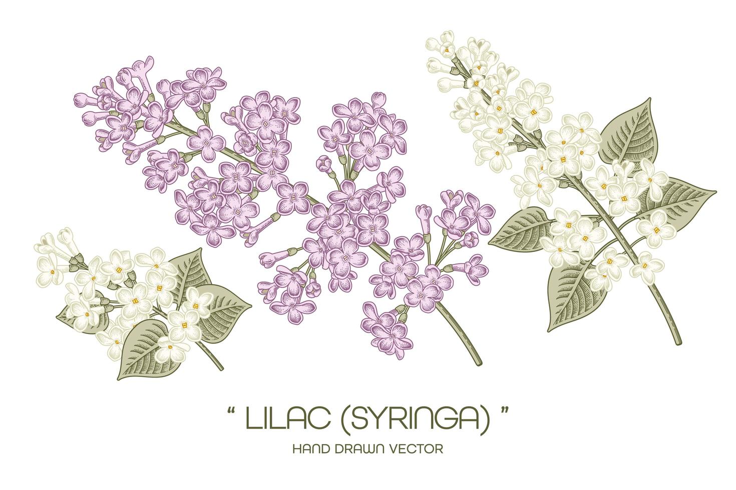 syringa vulgaris blanca y morada o dibujos de flores lilas comunes. vector