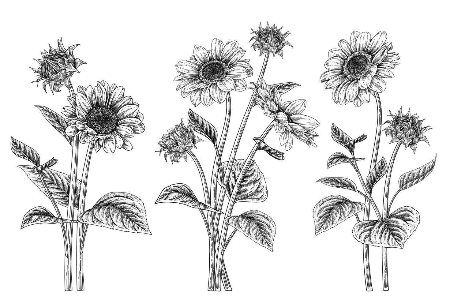 Sunflower hand drawn elements vector