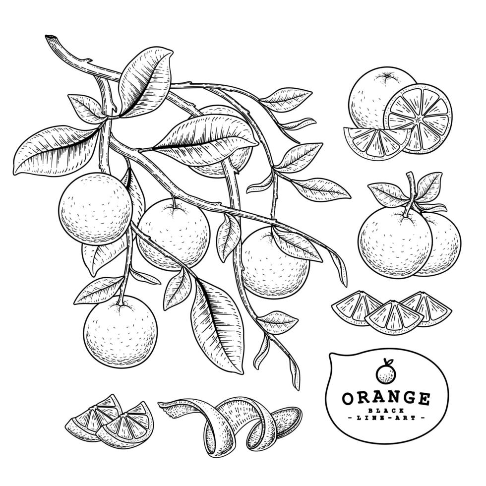 Orange citrus fruit Hand Drawn elements. vector