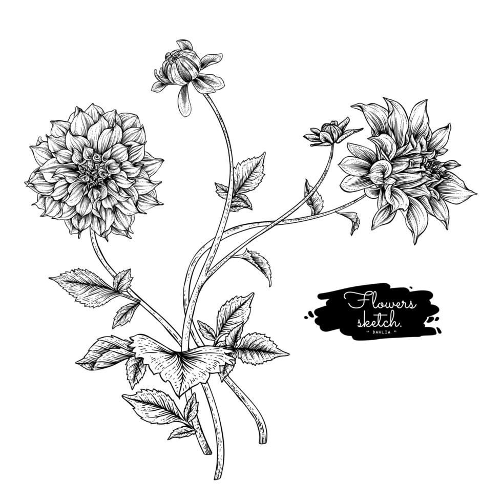 Dahlia flower drawings. vector