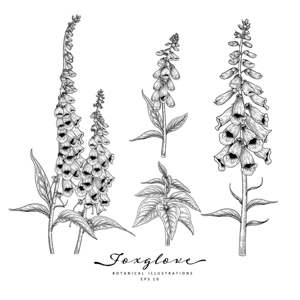 Foxglove flower hand drawn elements vector