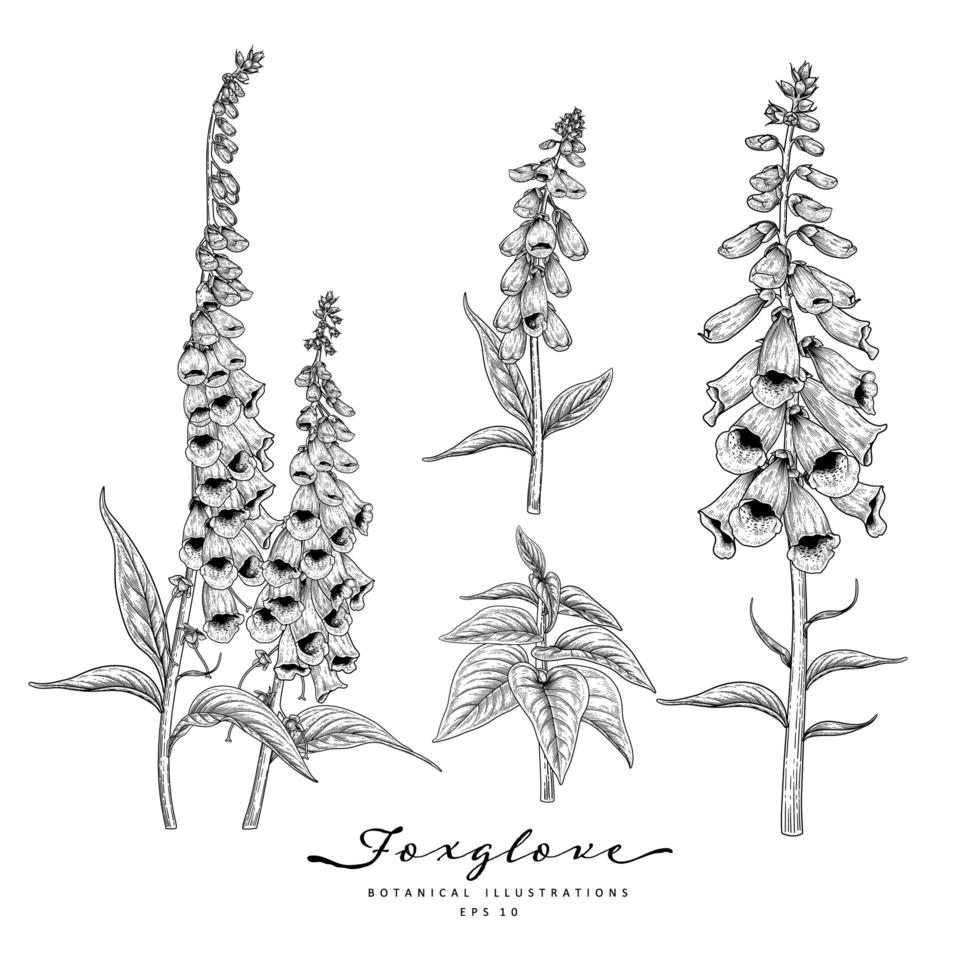 Foxglove flower hand drawn elements vector