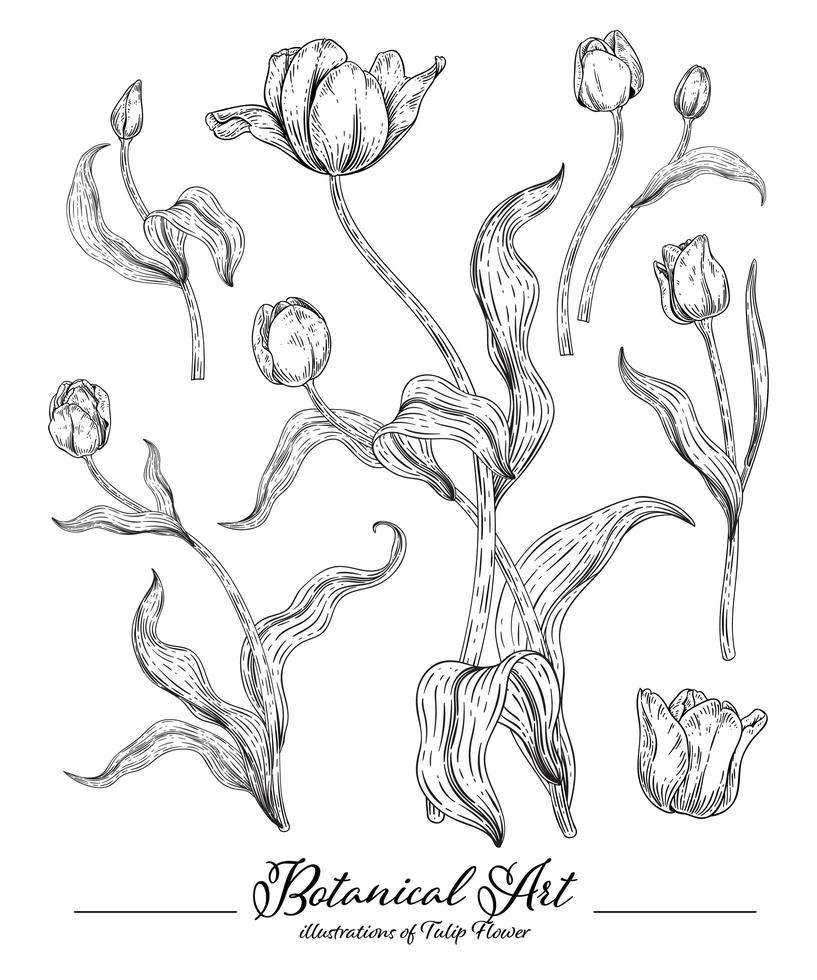 Tulip flower hand drawn elements vector