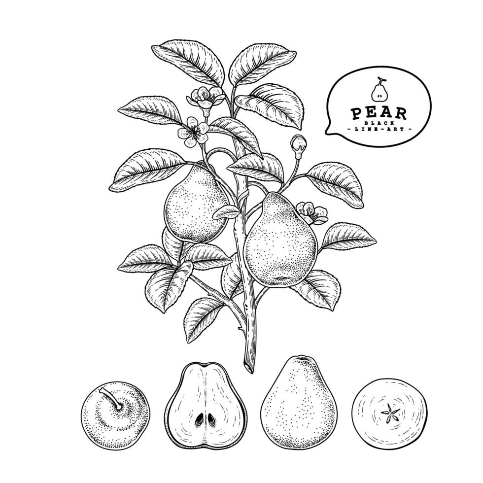 Pear fruit Hand Drawn elements. vector