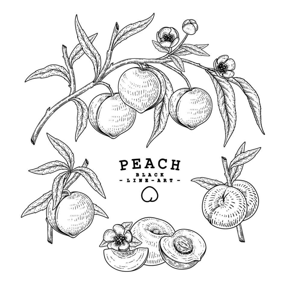 Peach fruit Hand Drawn elements. vector