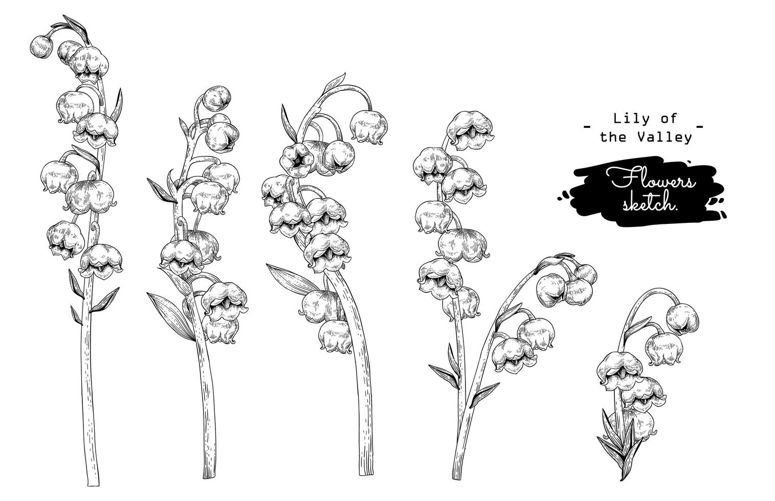 flor de lirio de los valles elementos dibujados a mano vector