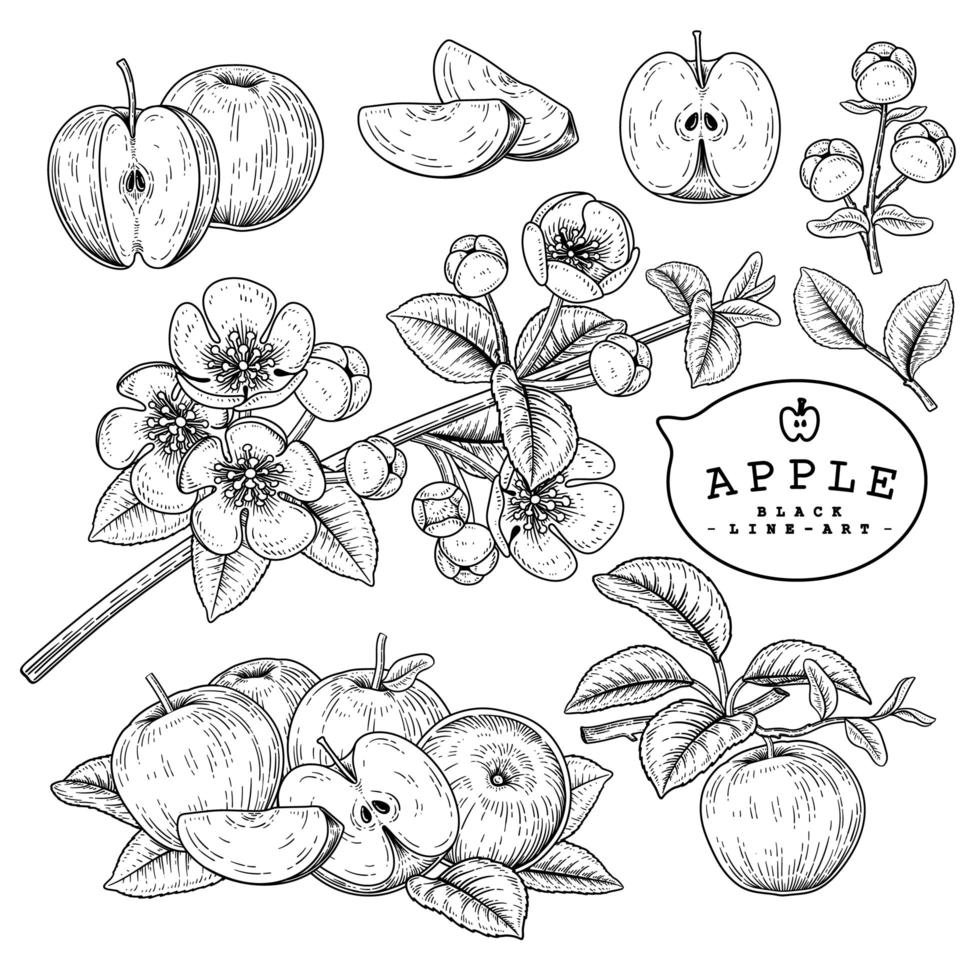 Apple fruit botanical drawings. vector