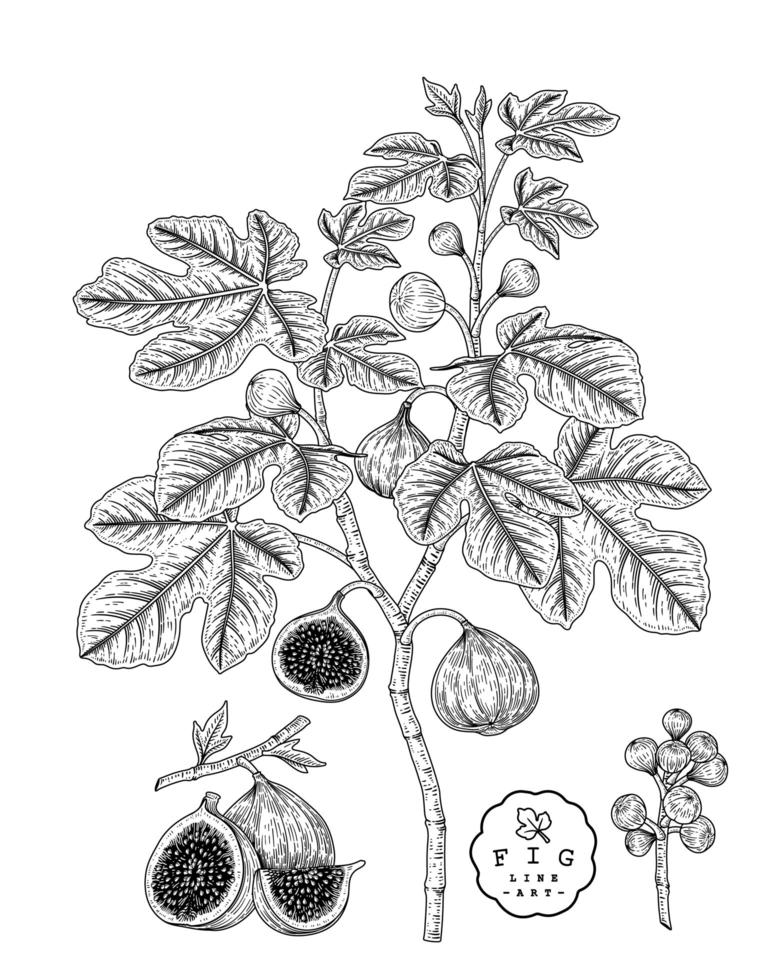 Fig Fruit Hand Drawn Botanical Illustrations. vector