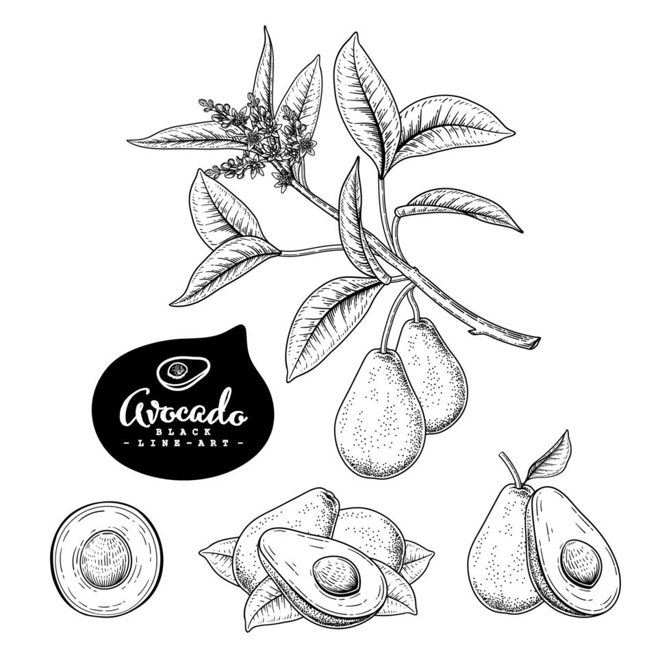 Avocado fruit Hand Drawn elements. vector