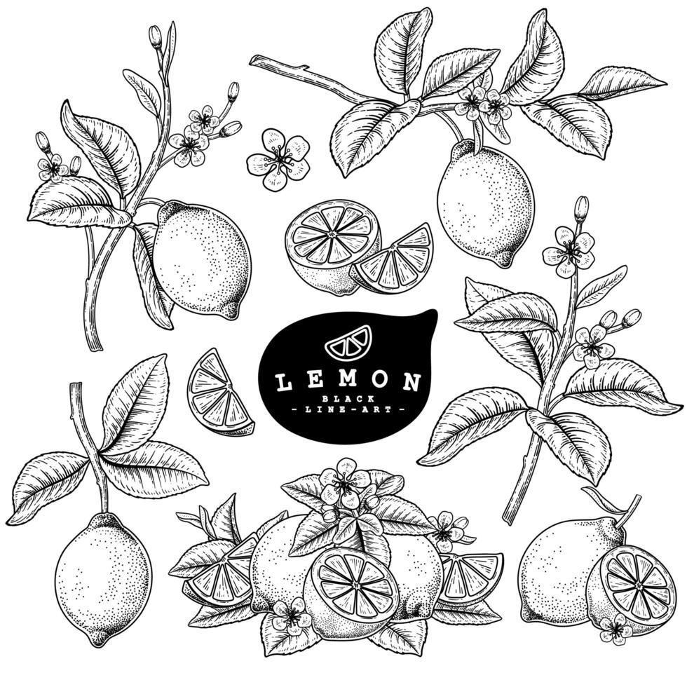 Lemon Citrus fruit Hand Drawn elements. vector