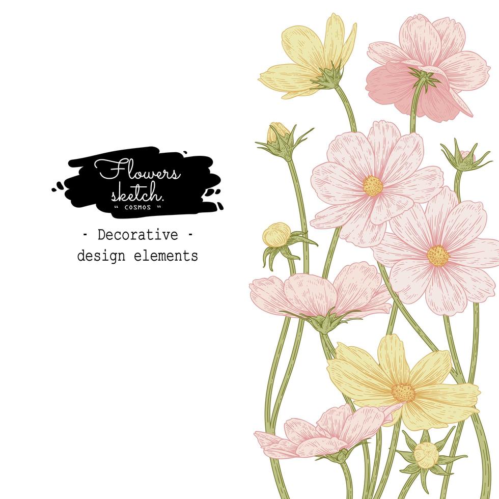 Pink and Yellow Cosmos flower drawings. vector