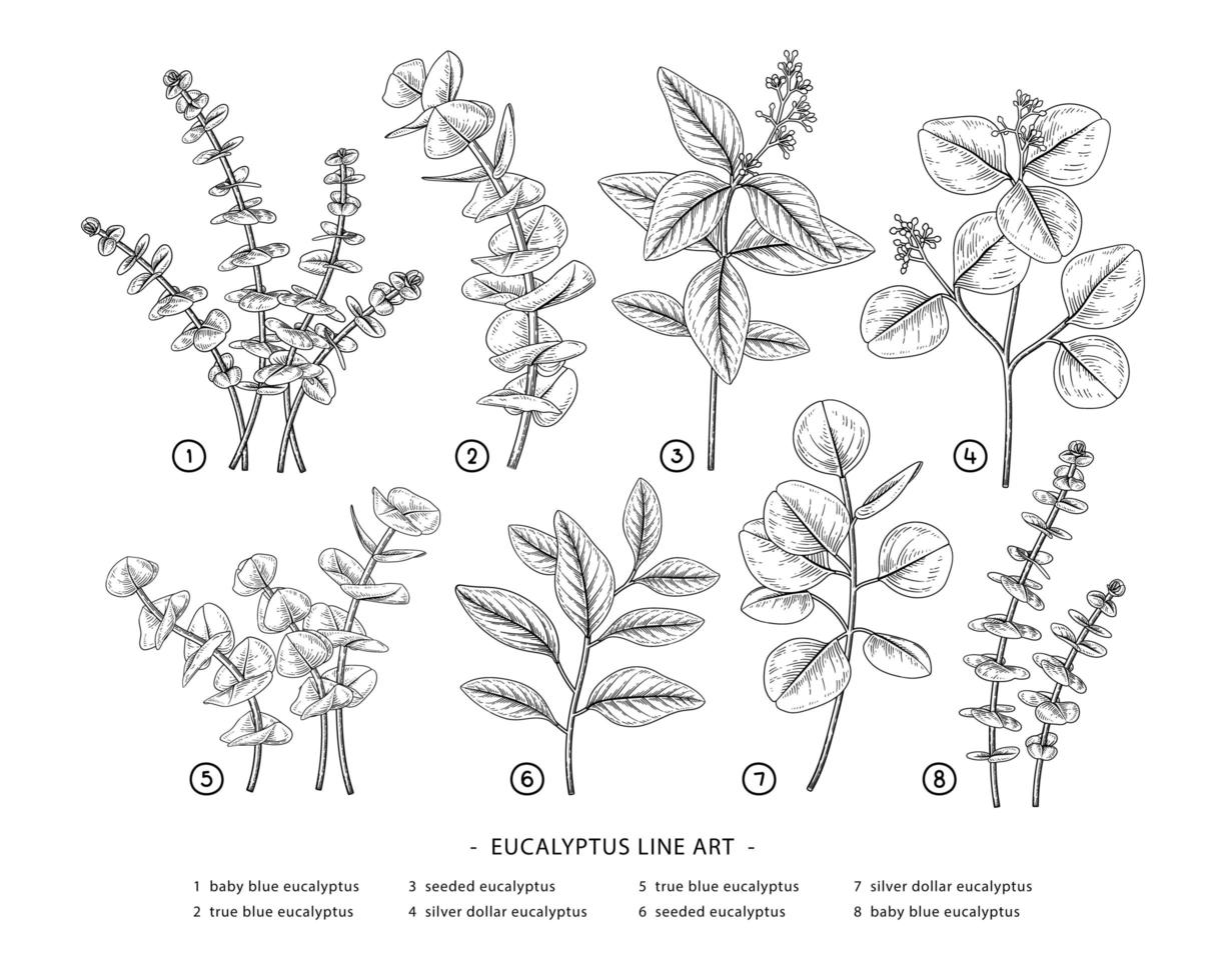 Eucalyptus branch hand drawn elements vector