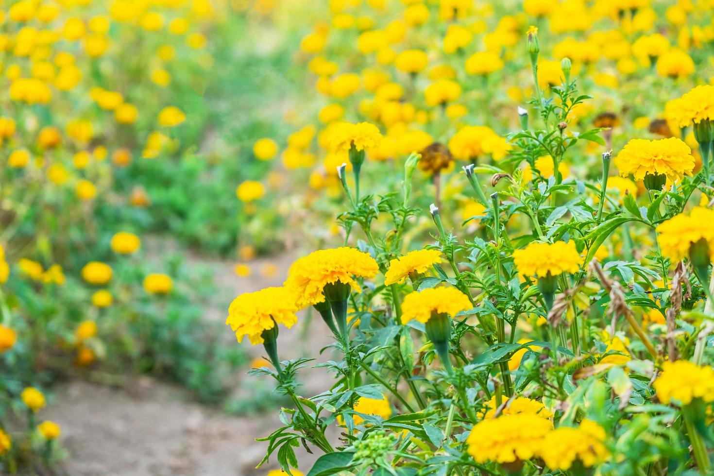flores amarillas en el verano foto