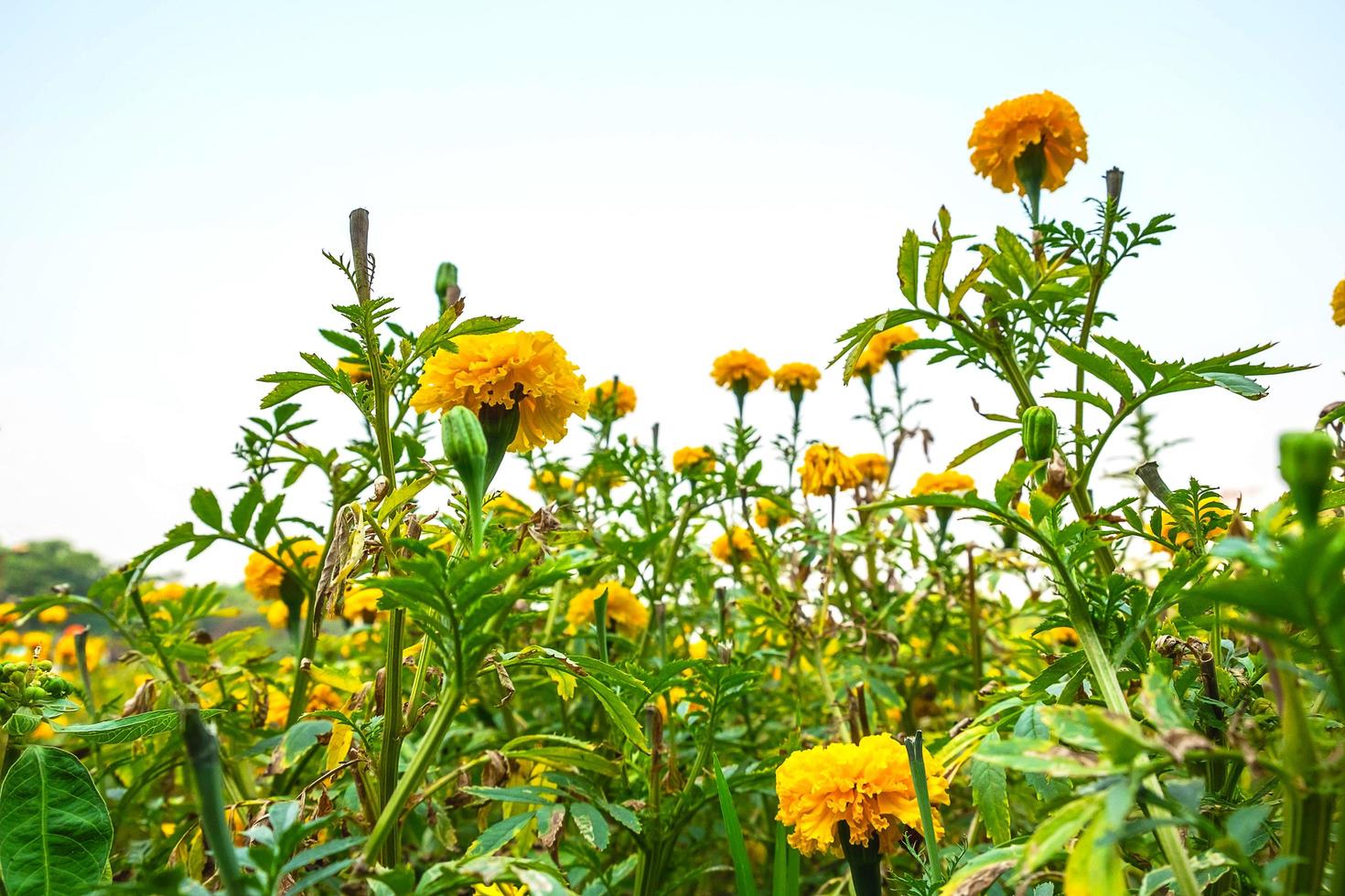 Yellow marigold field photo