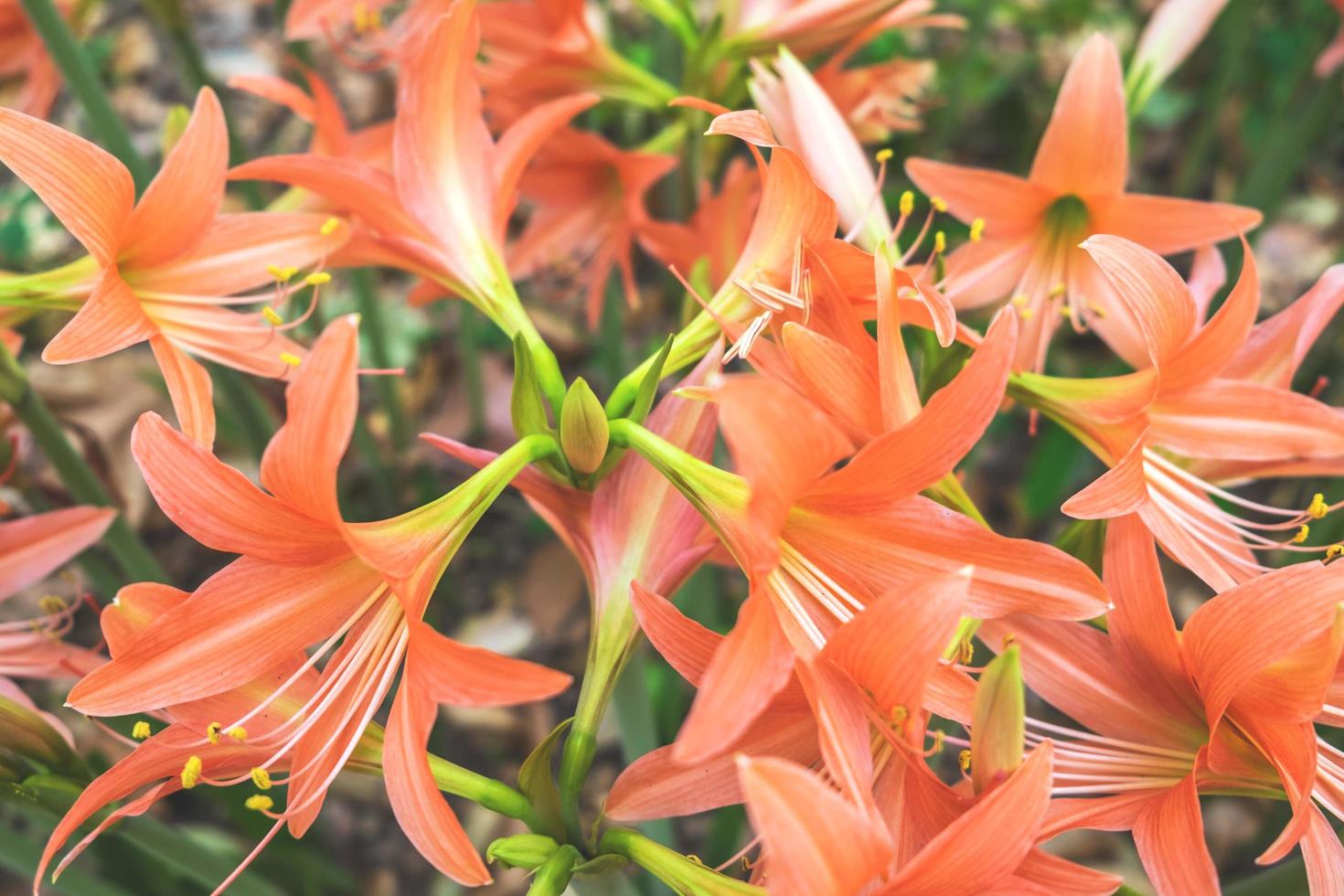 Orange lilies during the day photo