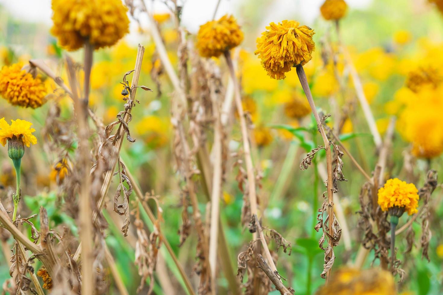 Wilted yellow flowers photo