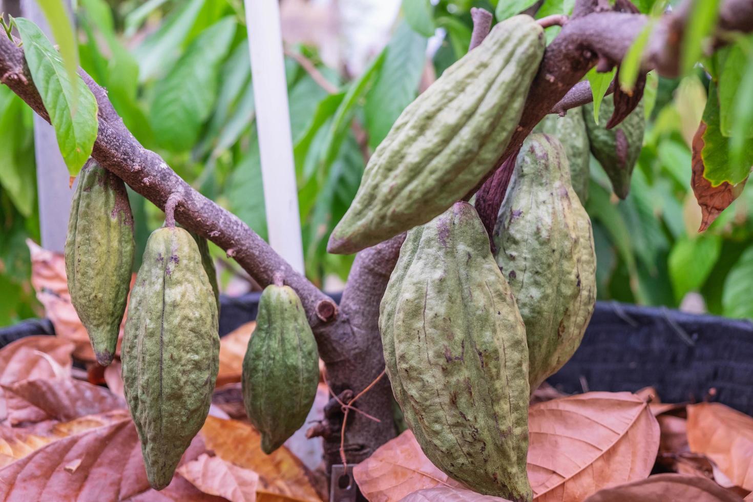 Cocoa fruit growing on a tree photo