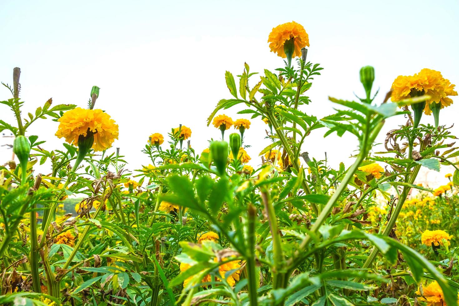 Close-up of yellow flowers in a field photo