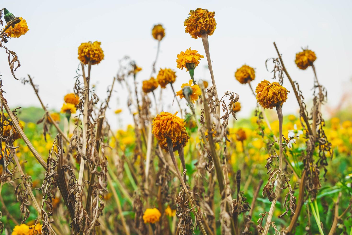 Yellow flowers outside photo