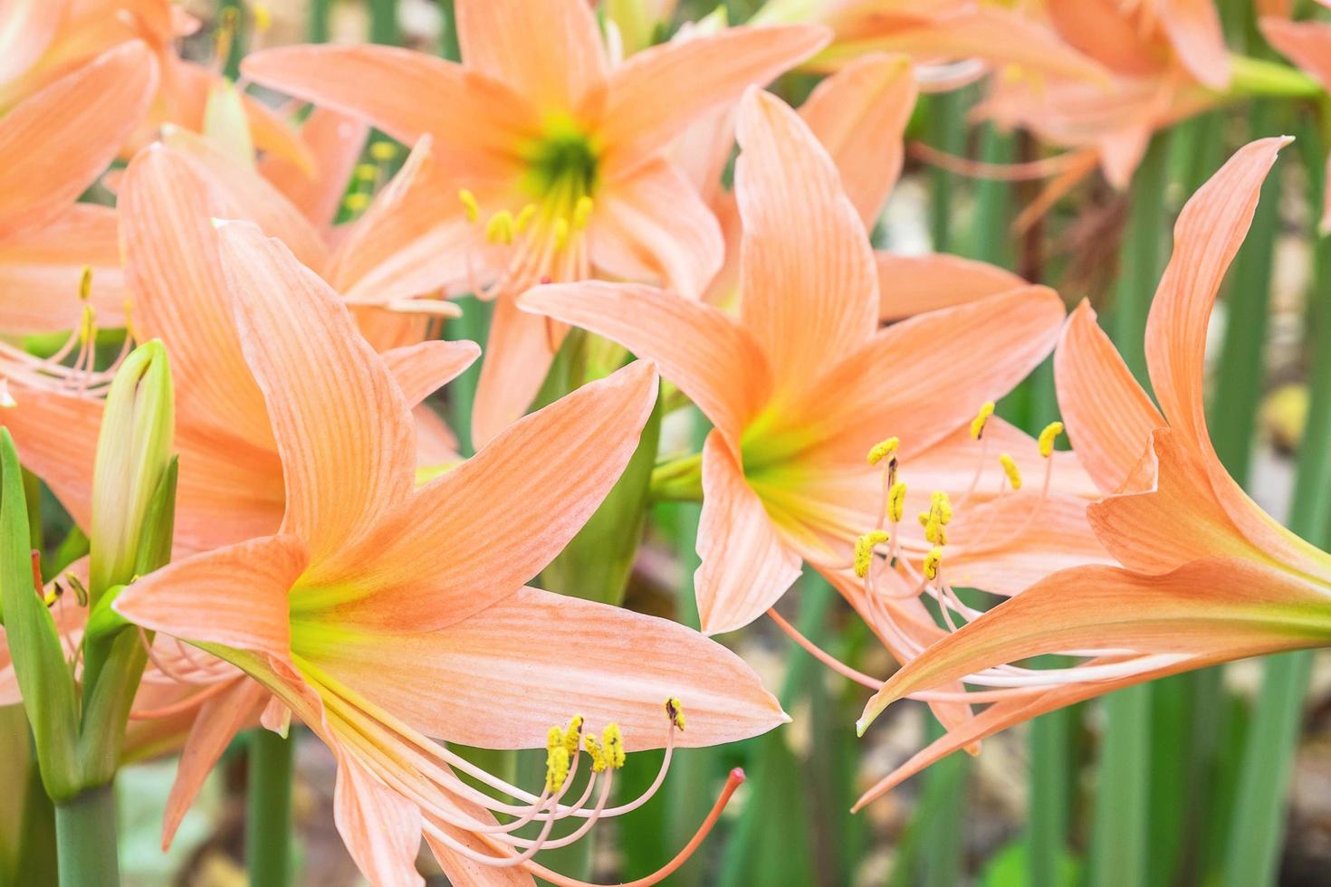 Close-up of orange lilies photo