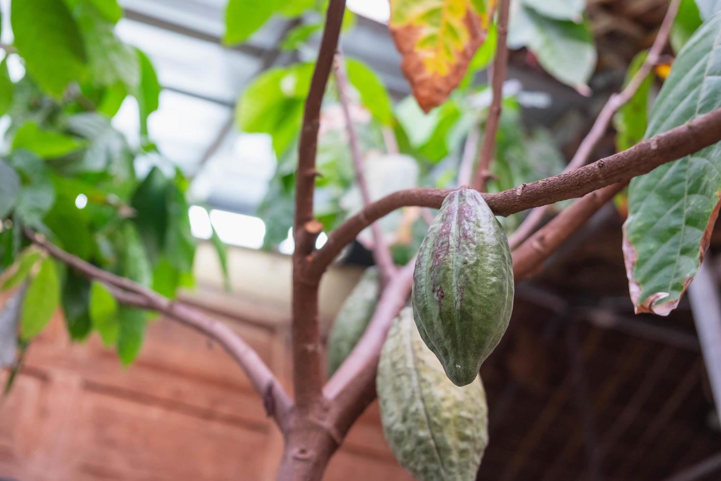 fruta de cacao en un árbol de cacao foto