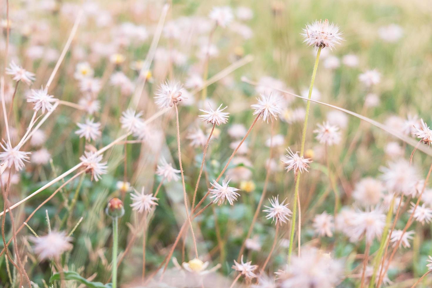 White dandelions in a field photo