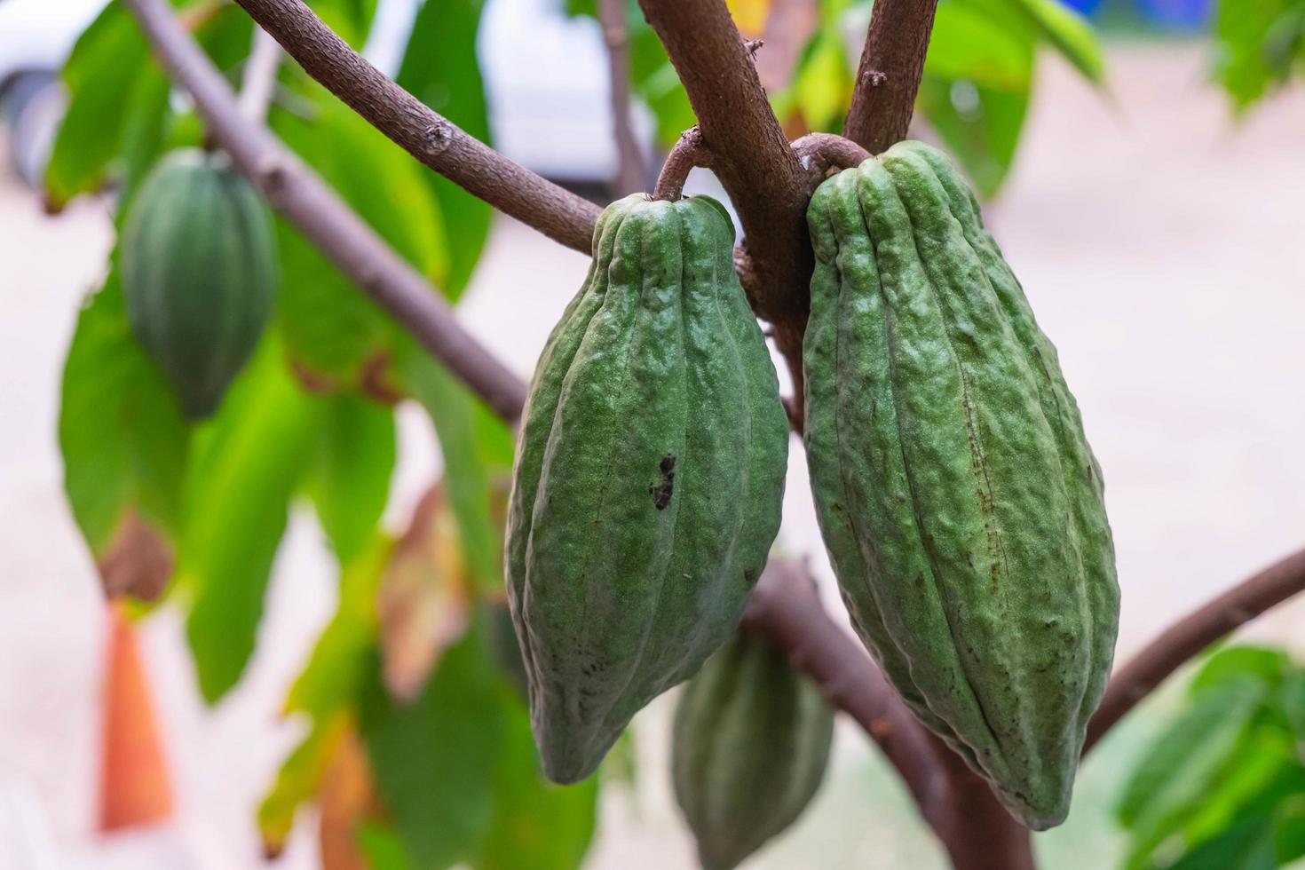 fruta fresca de cacao fuera foto