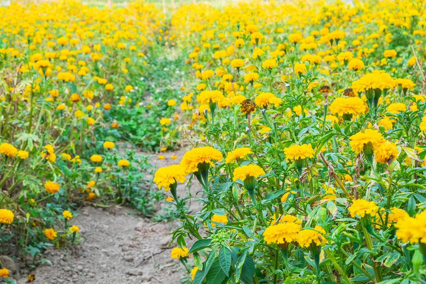 Walking path through yellow flowers photo
