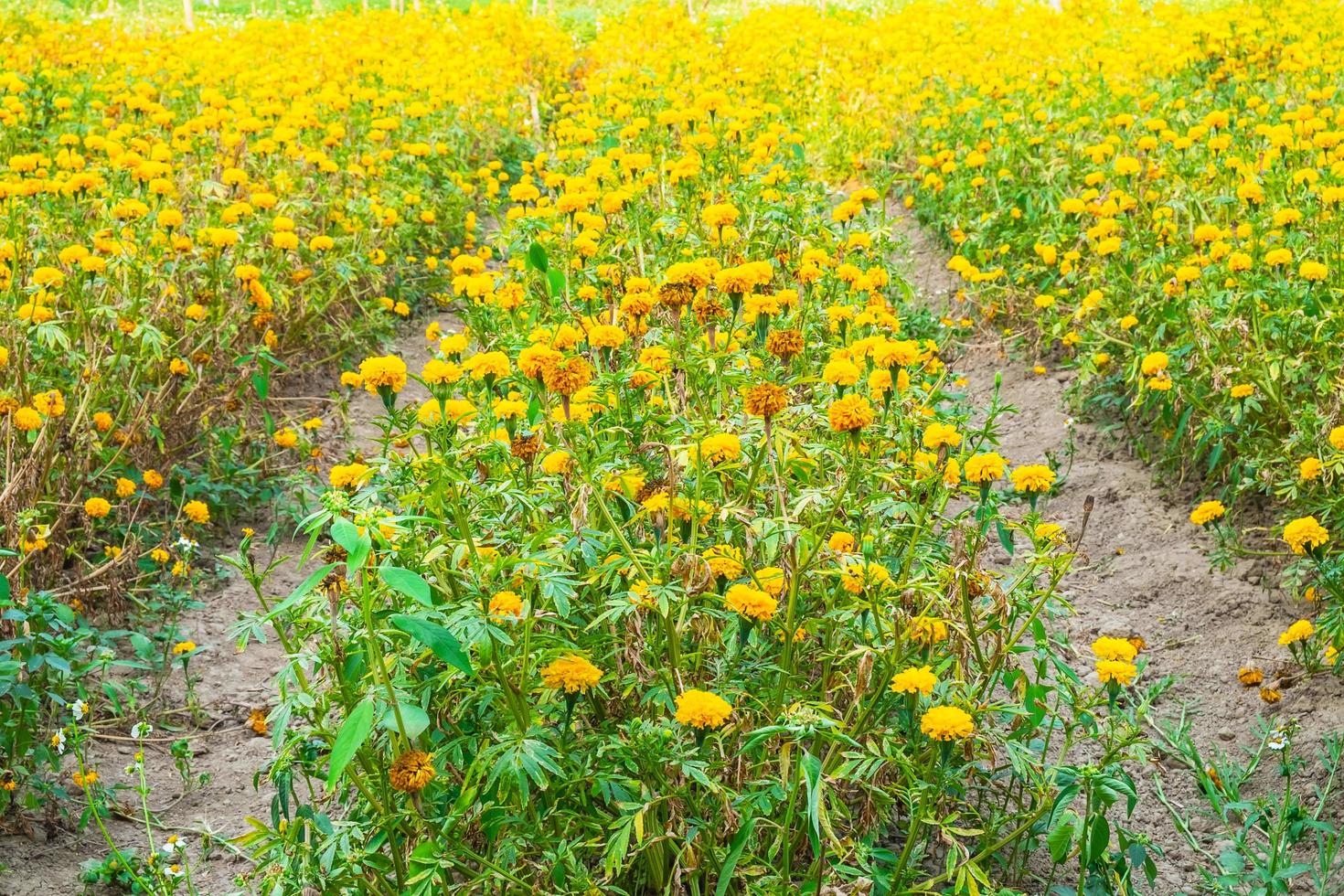 Meadow of flowers photo