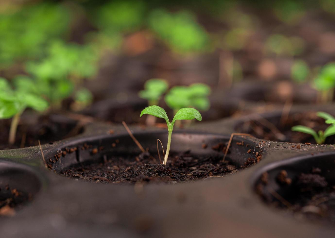 plántulas en una bandeja de plantación foto