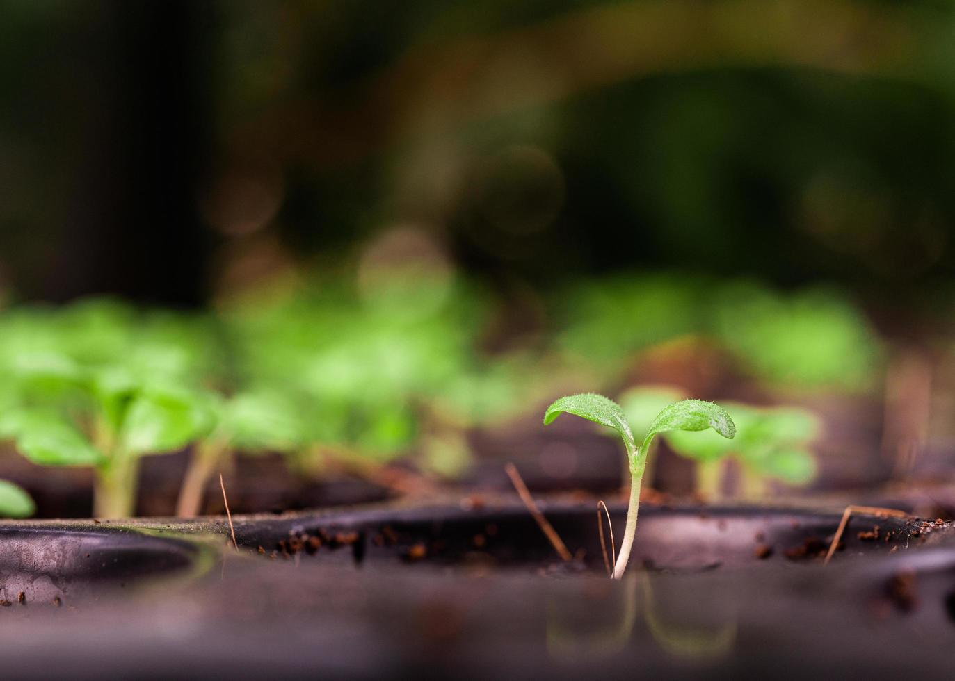 plántulas en una bandeja de plantación foto