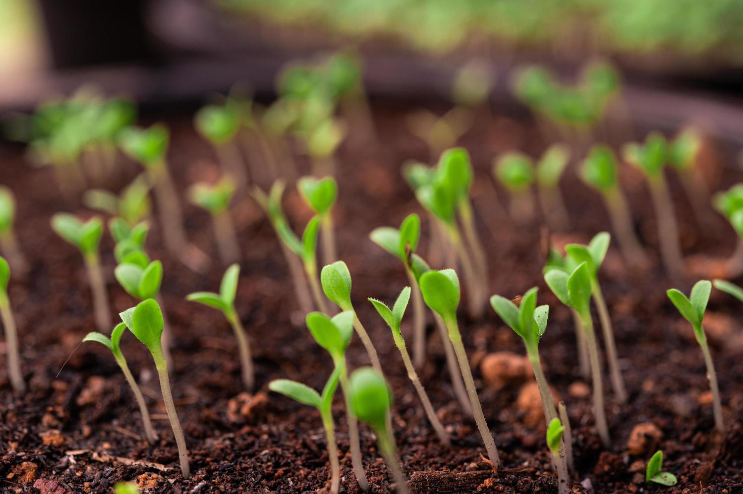 Seedlings in a planting tray photo