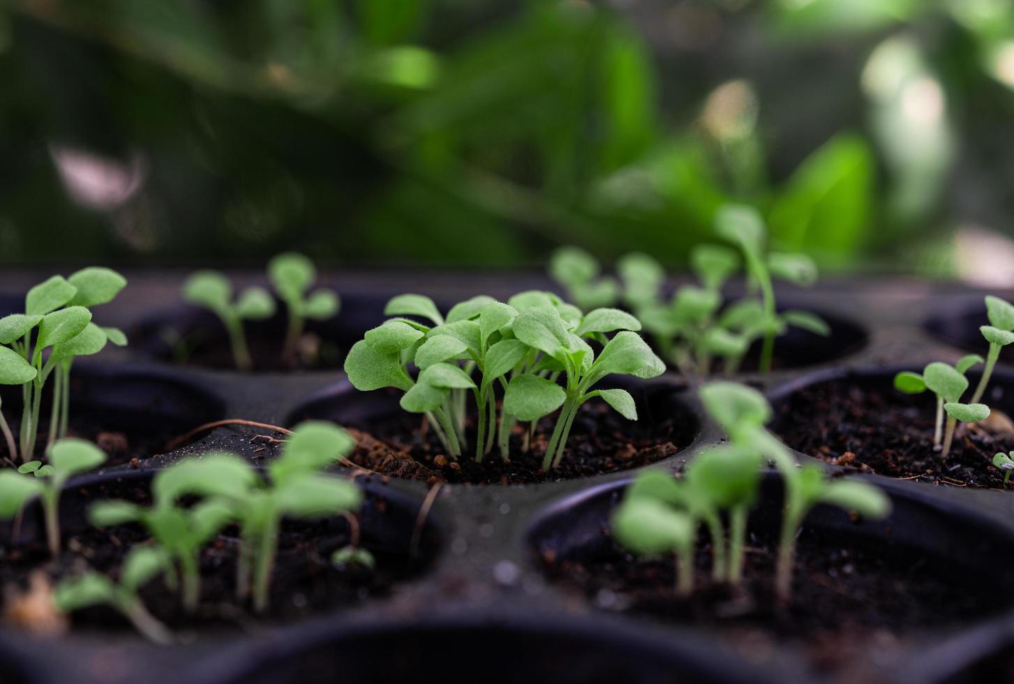 plántulas en una bandeja de plantación foto