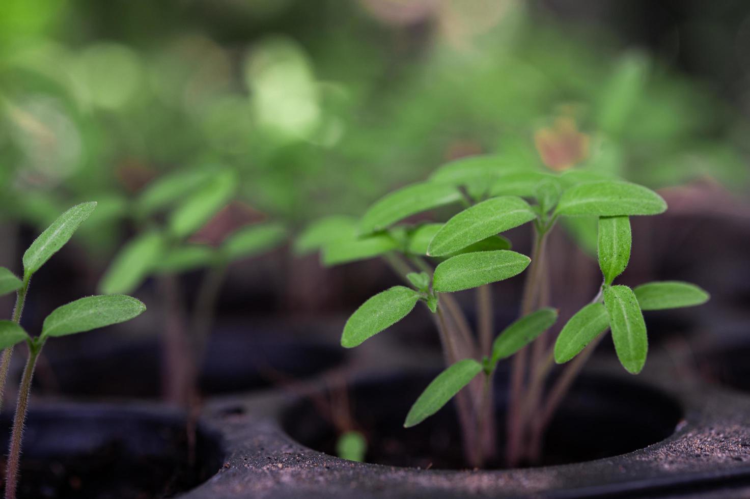 plántulas en una bandeja de plantación foto