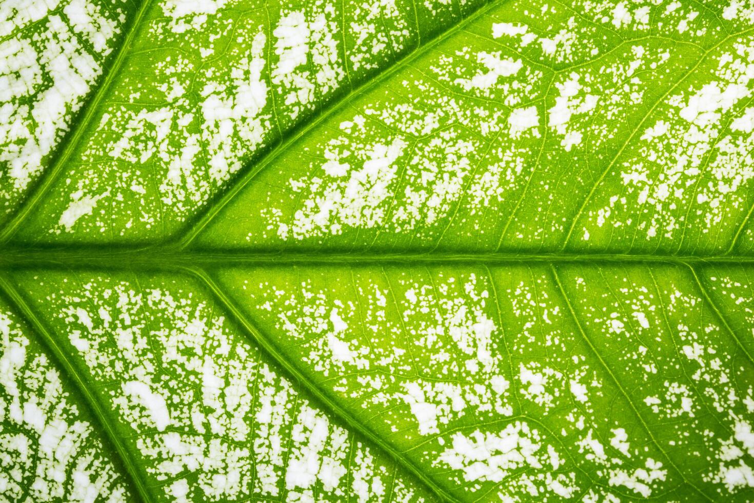 Pattern of a green leaf photo