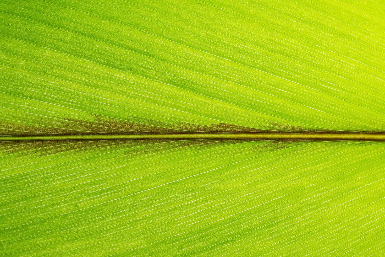 Pattern of a green leaf photo