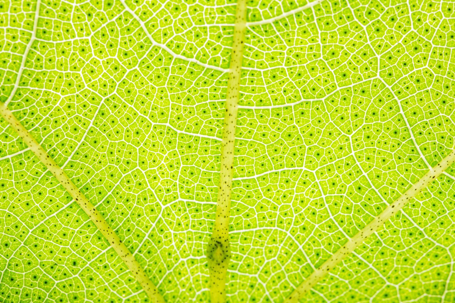 Macro pattern of a leaf photo