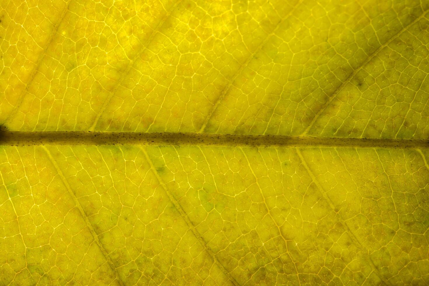 Yellow leaf pattern, close-up photo